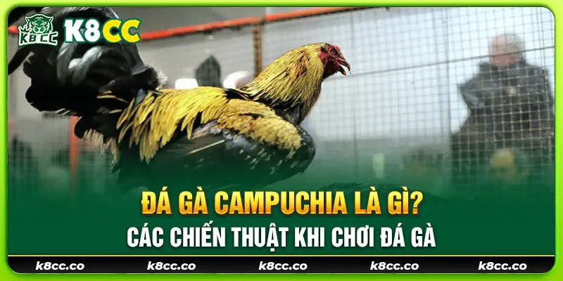 41 da ga campuchia la gi cac chien thuat khi choi da ga